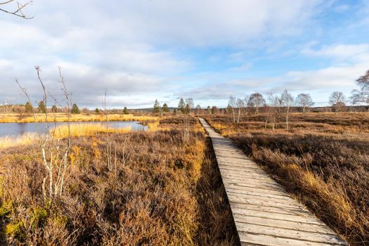 Boardwalk thought the moorland of the high fens in Belgium in autumn