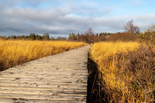 Boardwalk thought the moorland of the high fens in Belgium in autumn