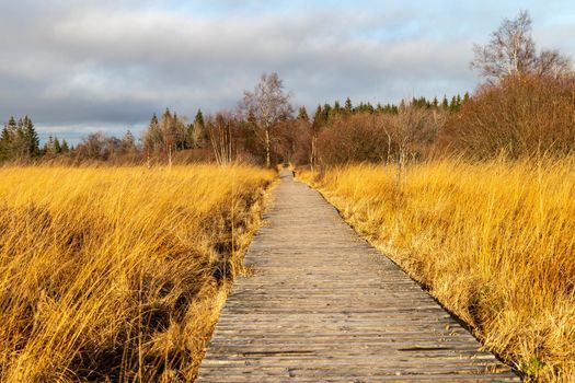 Boardwalk thought the moorland of the high fens in Belgium in autumn