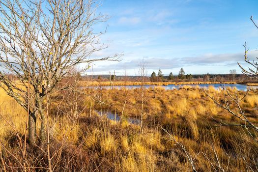 Swamp landscape in the High Fens in autumn 