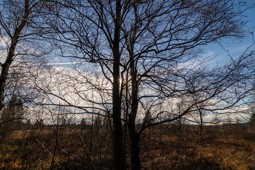 Blue sky and tree against the light in the High Fens, Belgium in autumn