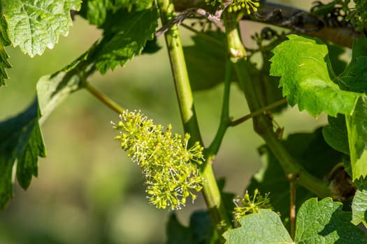 Close-up of flowering wine grapes with leaves on river moselle