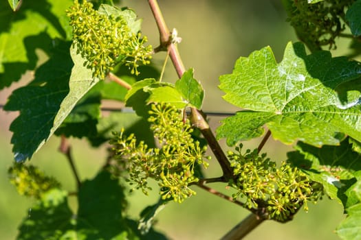 Close-up of flowering wine grapes with leaves on river moselle