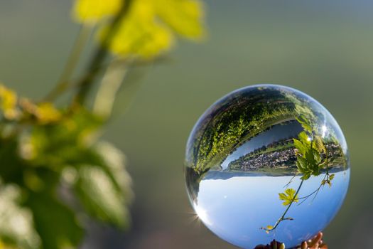 Crystal ball shows valley of river moselle and defocused grapevine in background