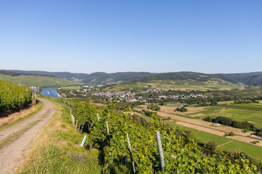 Scenic view on river Moselle valley nearby village Muelheim with vineyard in foreground