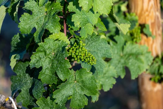 Close-up of growing riesling wine grapes with leaves on river moselle