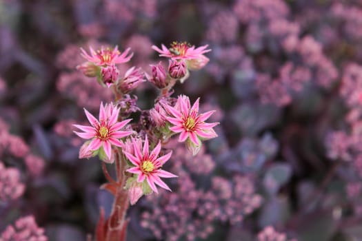 Close-up of red blossoms of common houseleek, Sempervivum tectorum