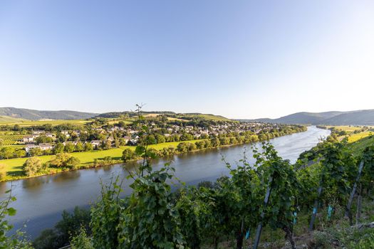Scenic view on river Moselle valley nearby village Brauneberg with vineyard in  foreground