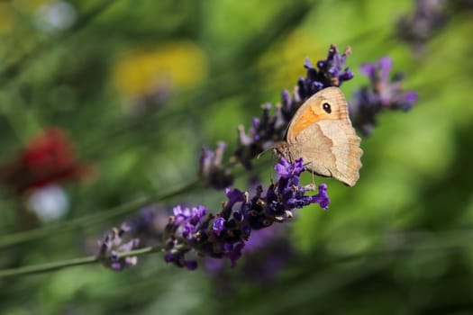 Meadow brown butterfly, Maniola jurtina,  on lavender blossom