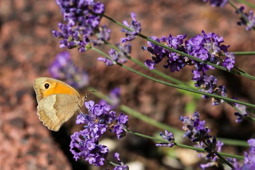 Meadow brown butterfly, Maniola jurtina,  on lavender blossom