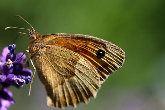 Meadow brown butterfly, Maniola jurtina,  on lavender blossom