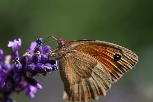 Meadow brown butterfly, Maniola jurtina,  on lavender blossom