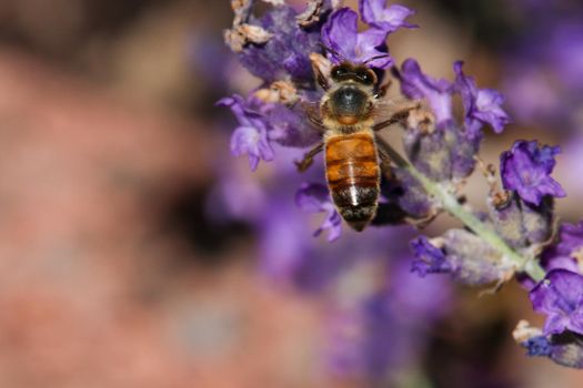 Bee takes nectar from lavender blossom