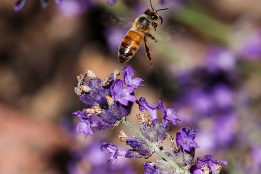 Close-up of flying bee nearby lavender blossom