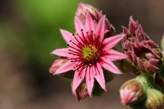 Close-up of red blossoms of common houseleek, Sempervivum tectorum