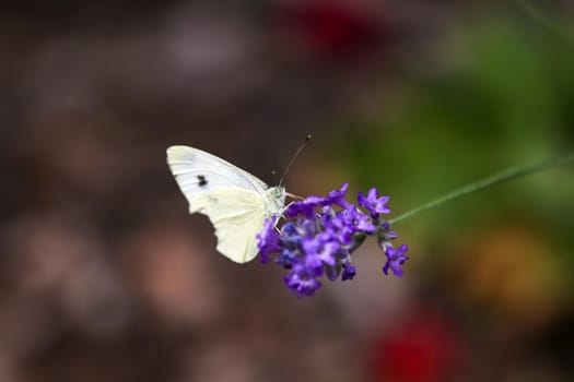 Cabbage White Butterfly, Pieris rapae sitting on purple lavender blossom