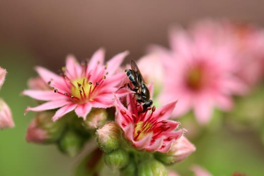 Close-up of bee sitting on blossom of common houseleek, Sempervivum tectorum