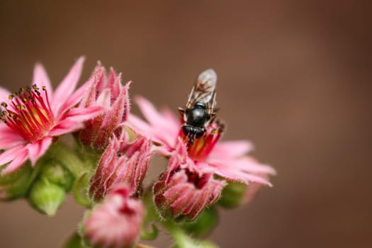 Close-up of bee sitting on blossom of common houseleek, Sempervivum tectorum