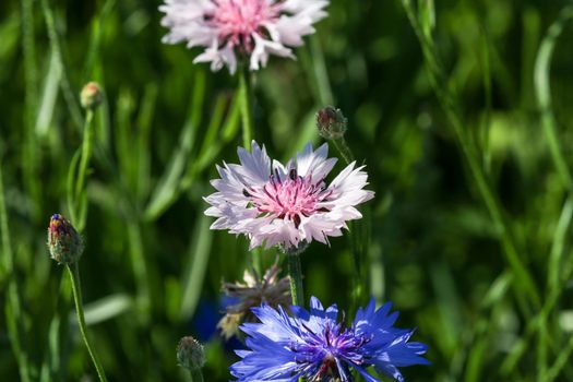 Close-up of blue and white pink cornflower blossoms Centaurea cyanus with small beetles