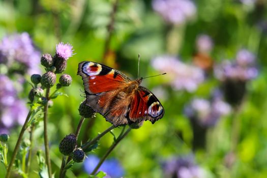 Peacock butterfly aglais io takes nectar from thistle blossom