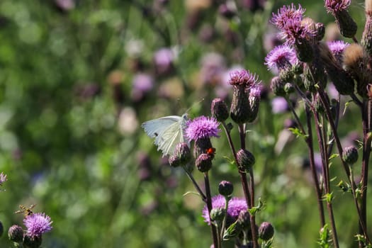 Cabbage white butterfly takes nectar from thistle blossom