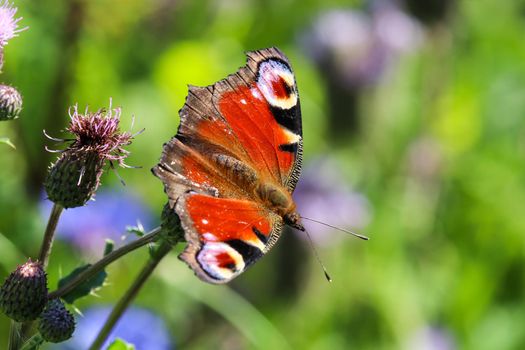 Peacock butterfly aglais io takes nectar from thistle blossom