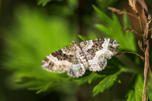 Common carpet moth, butterfly  Epirrhoe alternata on green leaf