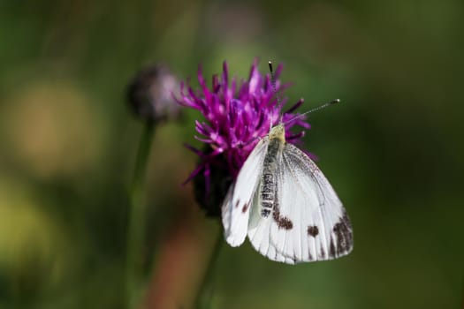 Cabbage white butterfly takes nectar from thistle blossom