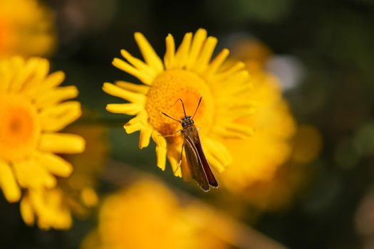 Lulworth skipper,Thymelicus acteon, sitting on yellow flower