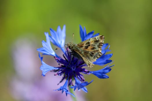 Mallow skipper, Carcharodus alceae, sitting on blue cornflower blossom