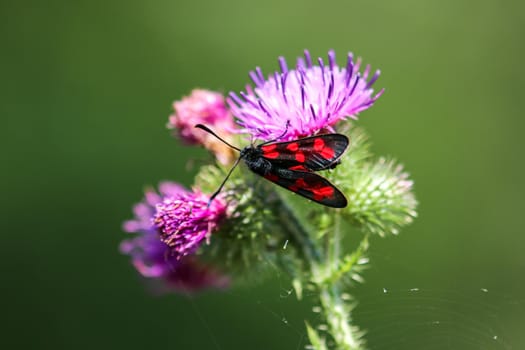 Six-spot burnet, Zygaena filipendulae, sitting on purple thistle blossom