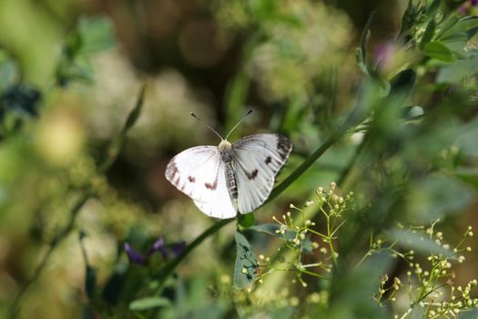 Close-up of cabbage white butterfly, pieris brassicae on purple flower