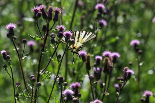 Swallow tail butterfly, Papilio machaon, takes nectar from thistle blossom