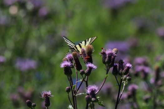 Swallow tail butterfly, Papilio machaon, takes nectar from thistle blossom