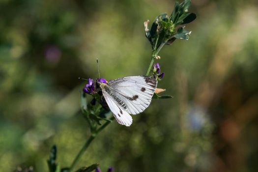 Close-up of cabbage white butterfly, pieris brassicae on purple flower