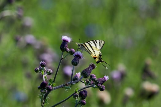 Swallow tail butterfly, Papilio machaon, takes nectar from thistle blossom