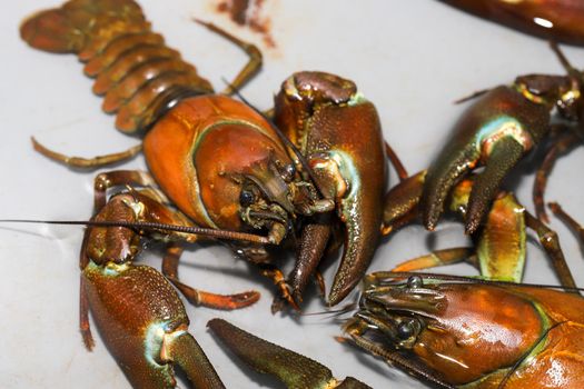 Several signal crayfish, Pacifastacus leniusculus,  in a water tank