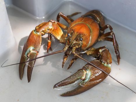 Signal crayfish, Pacifastacus leniusculus,  in a water tank