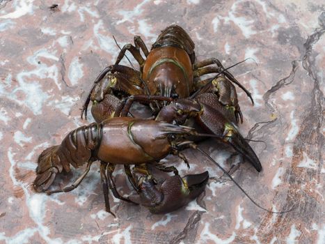 Close-up of two signal crayfish, Pacifastacus leniusculus