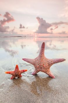 Two starfish on sea beach at sunset, Bali, Seminyak, Double six beach