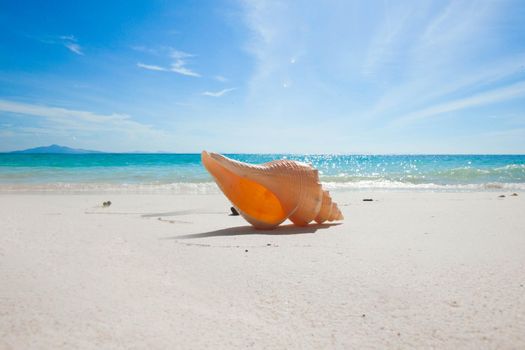 One big seashell on tropical beach close-up