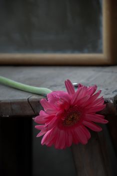 Close up of Pink flower and mirror on old wooden chair with space for your text. Rural still life, Focus and blur.