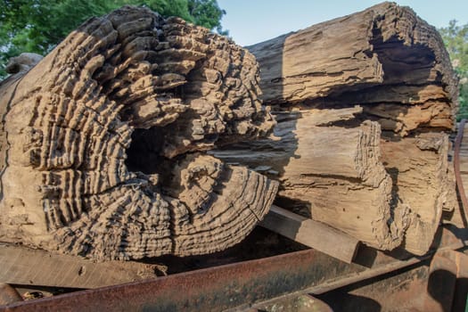 Close up of old big timber trunks background. Textured of The old trees is cut. Selective focus.