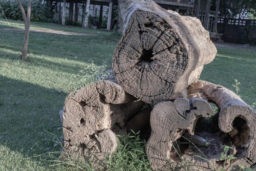 Old three big timber trunks on lawn background. Selective focus.