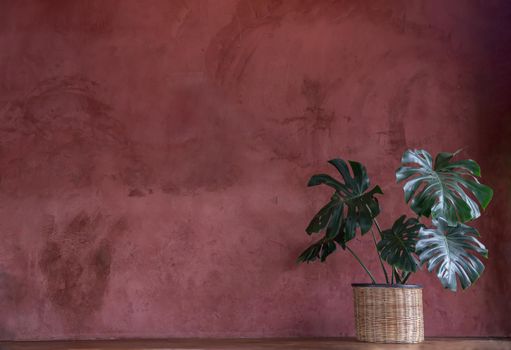 Monstera trees planted in rattan pot in cozy room The concept of minimalism. Hipster style room interior. Empty red wall and copy space. No focus, specifically.