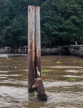 White egret bird perched on the Iron buoy at Chao Phraya River on sunny day. Focus and blur.