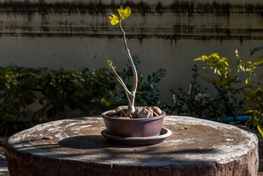 Adenium obesum or desert rose flower in a ceramic pot and beautiful shape adenium for decoration in garden. Space for text, Selective focus.