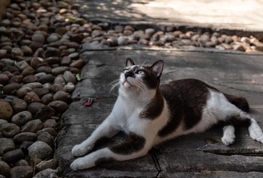 The cute cat is sitting in park. Street cat. Selective focus.