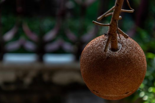 Close up of A cannon ball tree and cannon fruit (Couroupita guianensis) its fruits resembles with cannon. Selective focus, Copy space.