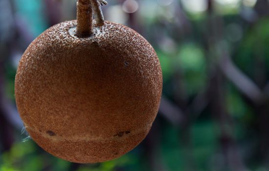 Close up of A cannon ball tree and cannon fruit (Couroupita guianensis) its fruits resembles with cannon. Selective focus, Copy space.
